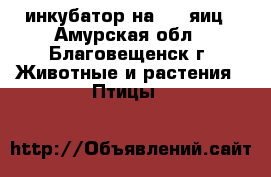 инкубатор на 1000яиц - Амурская обл., Благовещенск г. Животные и растения » Птицы   